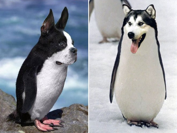 The Donguin 