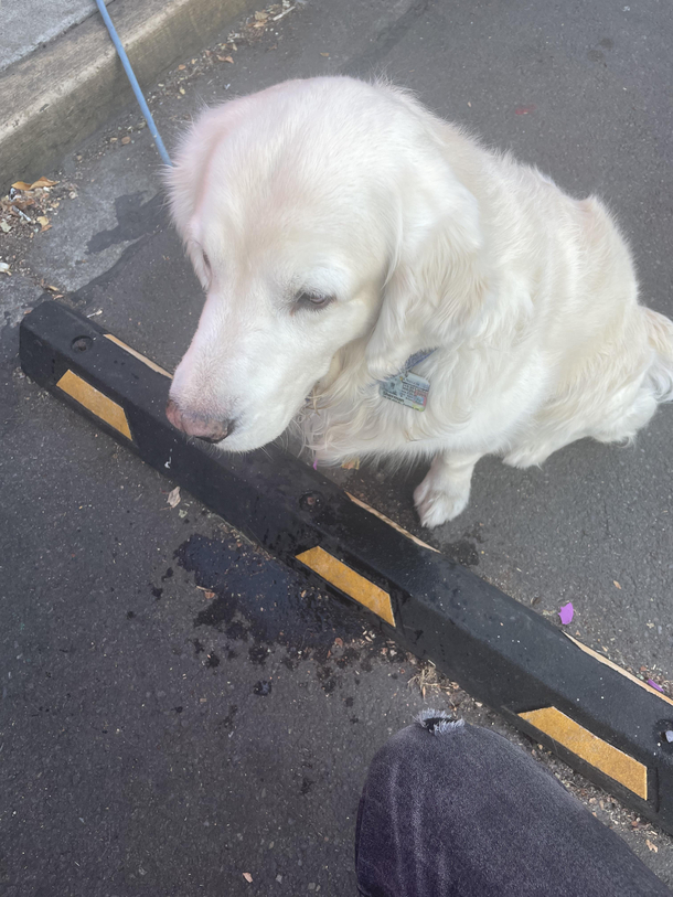 The drool pile from my Golden waiting for a burger
