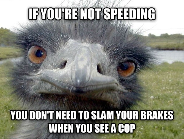The duck didnt seem quite right for this So here is Obvious Advice Ostrich These people only make rush hour worse