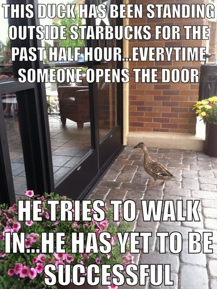 The duck wanted some coffee