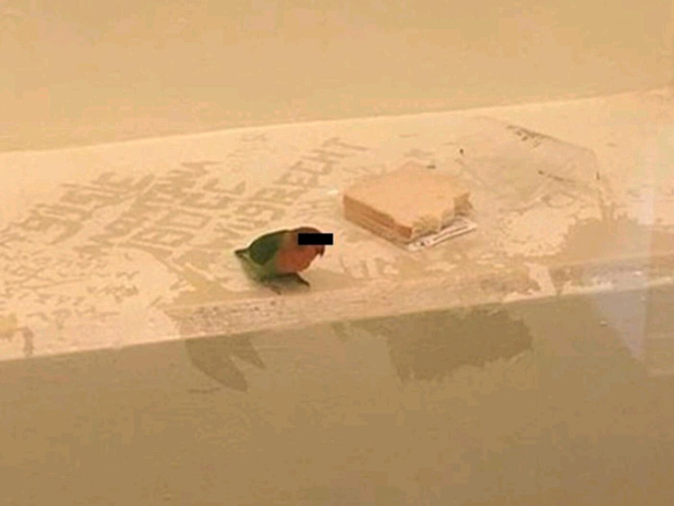 The Dutch police arrested man and his bird for a burglary Due to not having a cage the police put the bird in jail on water and bread Local news media put a black bar on his face