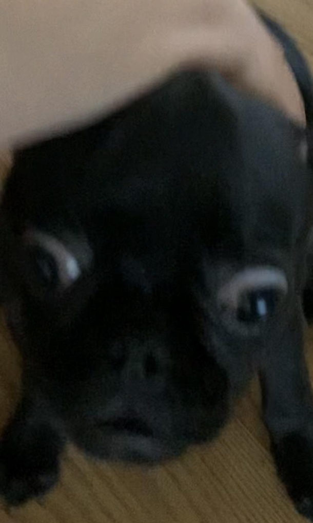 the  emoji irl