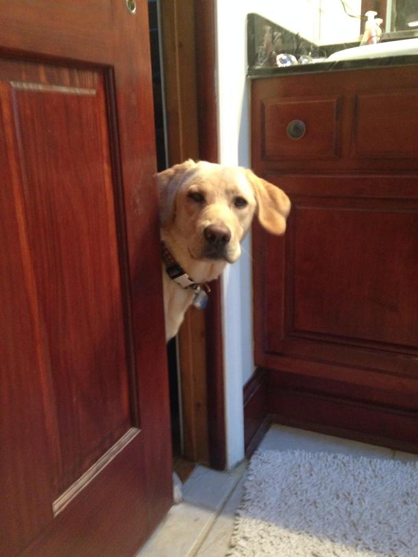 The exact instant when my dog learned our bathroom door slides open