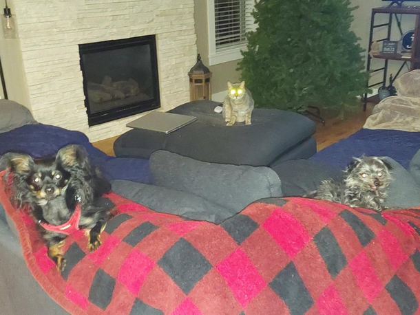 the exact moment the cat seized control of our dogs souls