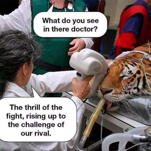 The eye of the tiger