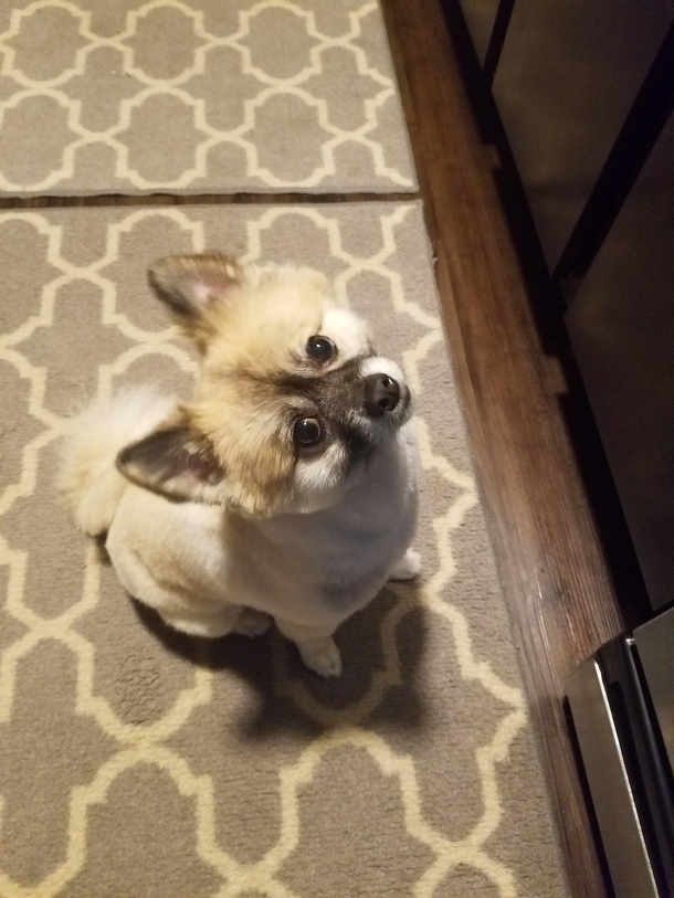 The face he makes as soon as I open the fridge door