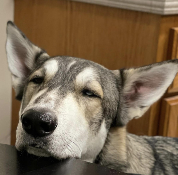 The face my dog makes when begging for food