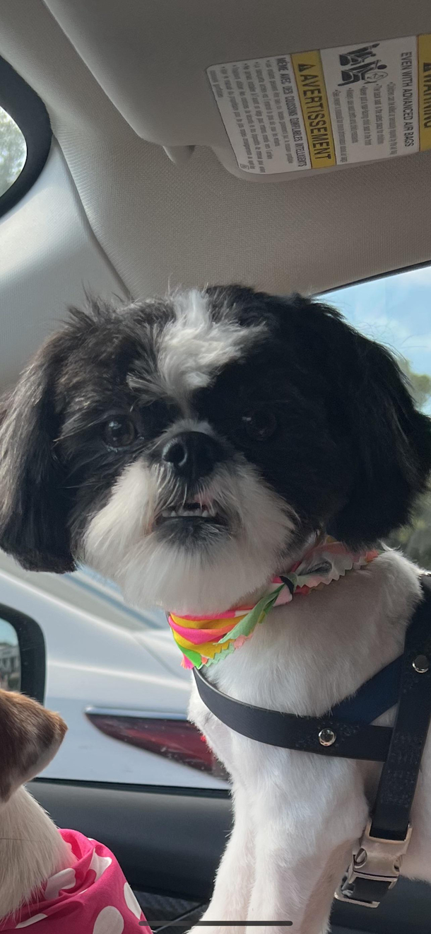 The face my dog makes whenever he gets caught being mischievous