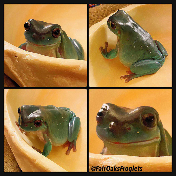 The face my froglet makes when she watches me prepare her special treats