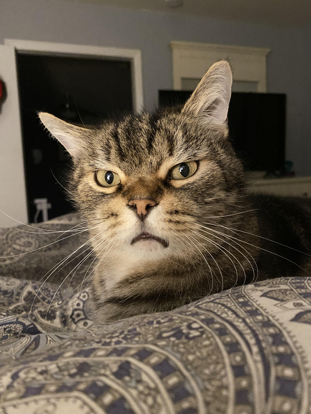 The face of  Timmy style