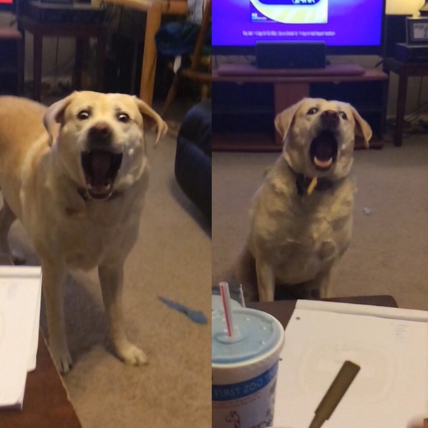 The faces of my dog trying to catch a fry