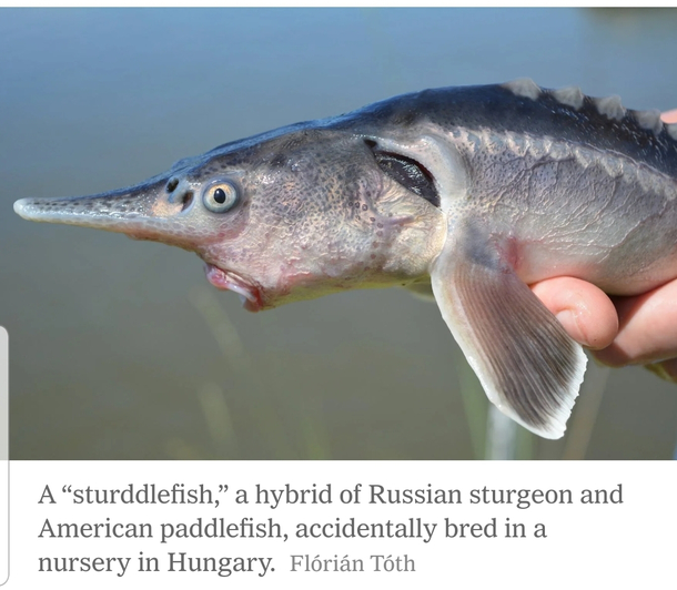 The facial expression of this fish
