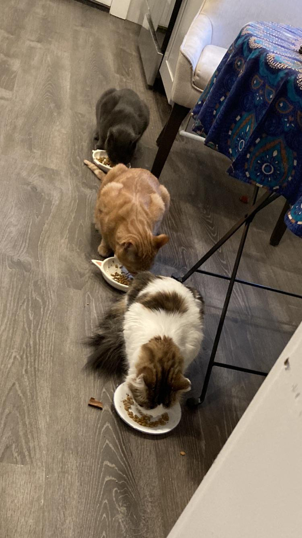 The feline centipede