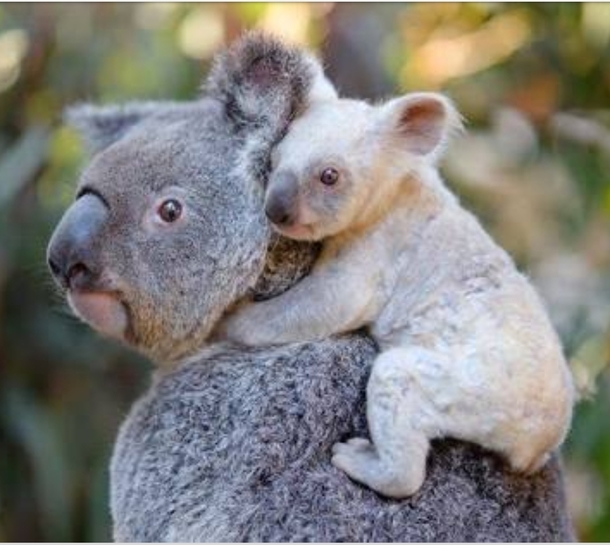 The fingerprints of koalas are so indistinguishable from humans that police have occasionally filed them into their computer databases by accident