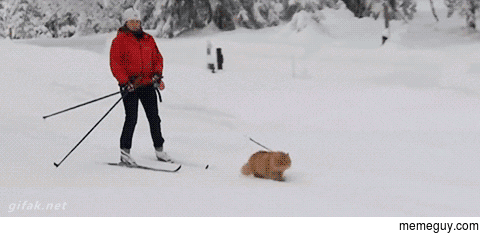 The first useful cat I have seen in my life