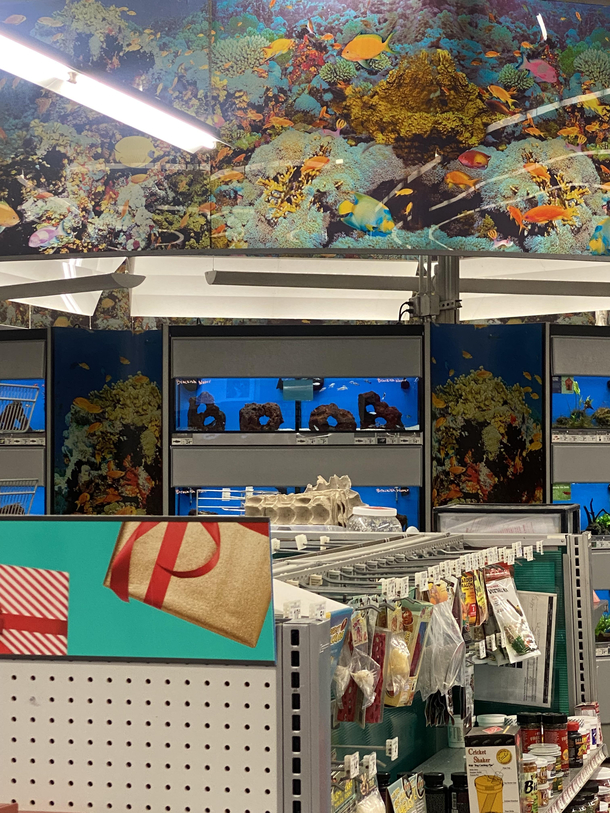 The fish tank at my petco