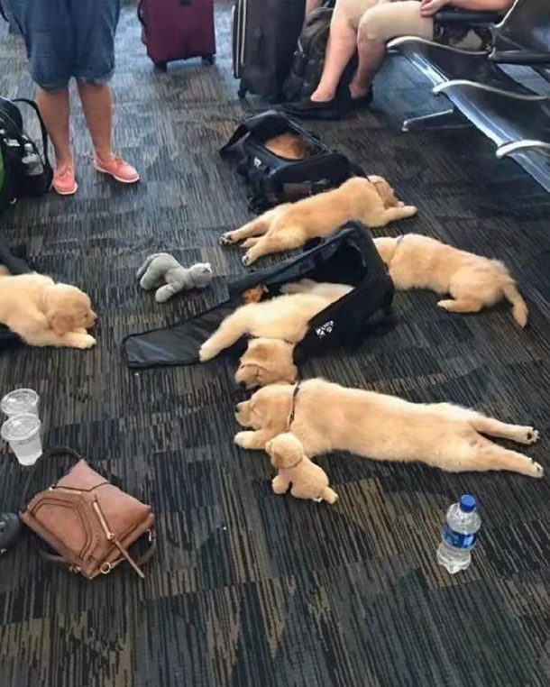 The flight is delayed these little cuties are waiting to fall asleep