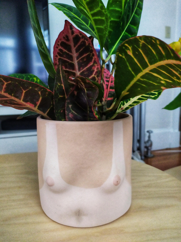 The flower pot I found in the apartment of a friend