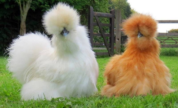The fluffiest of fluffy fluff Silkie Chickens