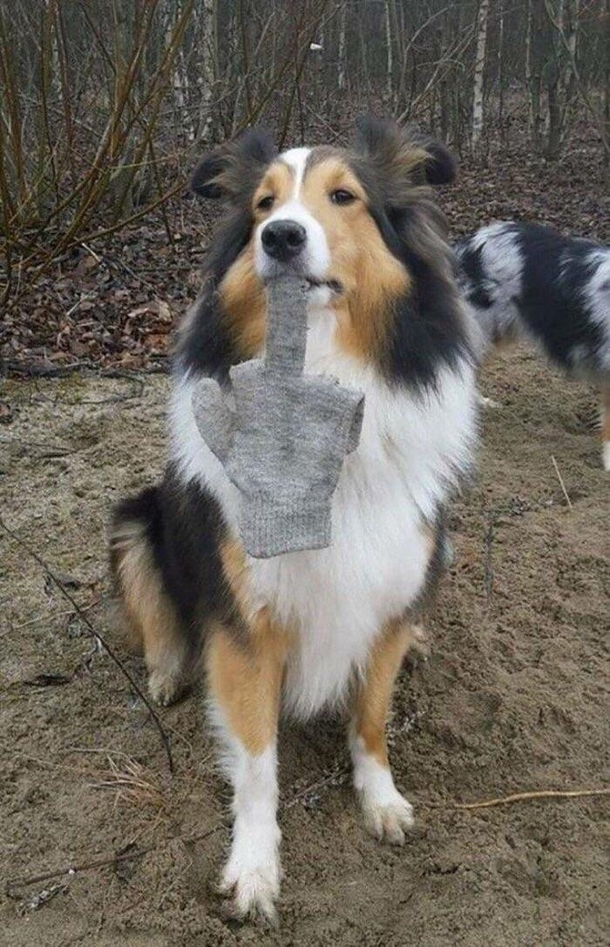 The fuck-off dog