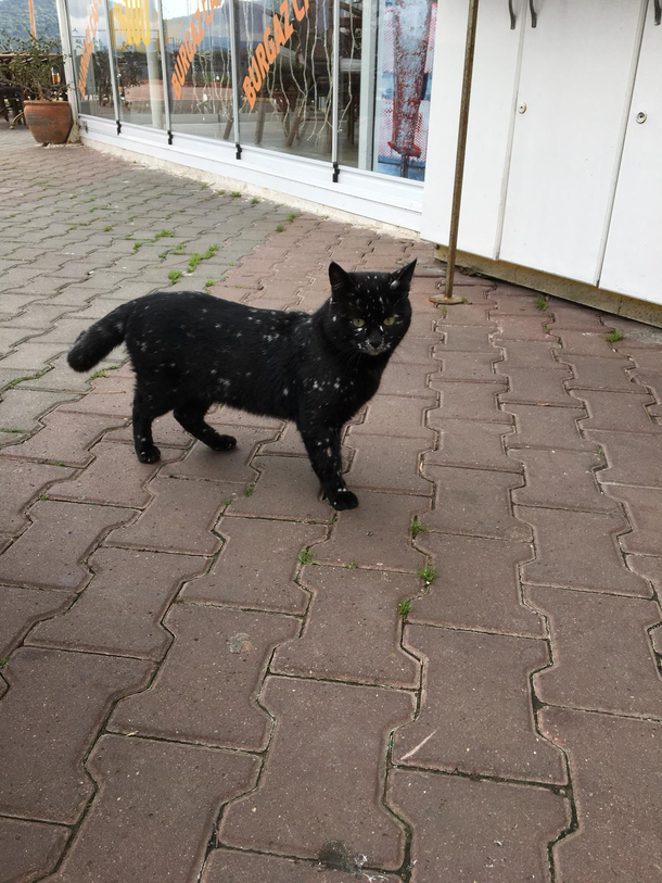 The Galaxy Cat is real