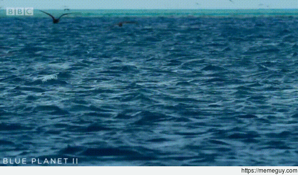 The giant trevally  is a species of large marine fish distributed throughout the tropical waters of the Indo-Pacific region As an apex predator this fish hunts individually and in schools and it has been filmed leaping out of the water to grab flying bird