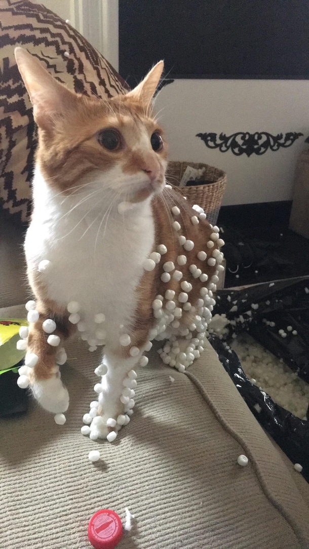 The great bean bag incident of 