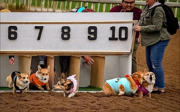 The Great Race
