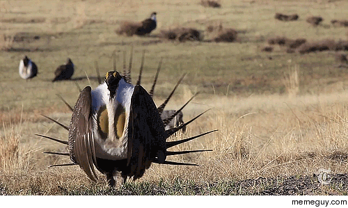 The greater sage-grouse 