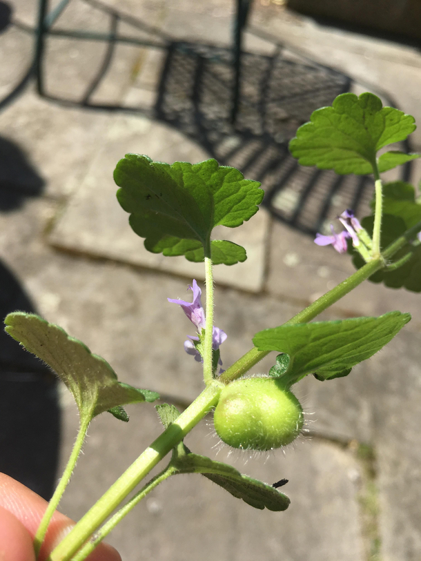 The growth on this plant stem is nuts
