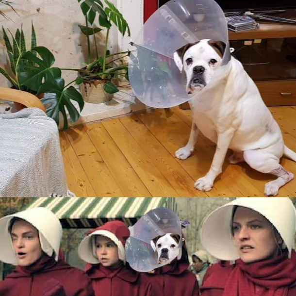 The Handmaids Tail