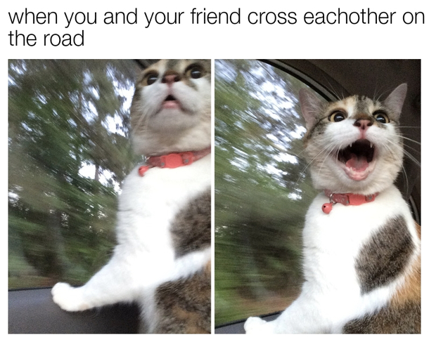 The happy lil cat