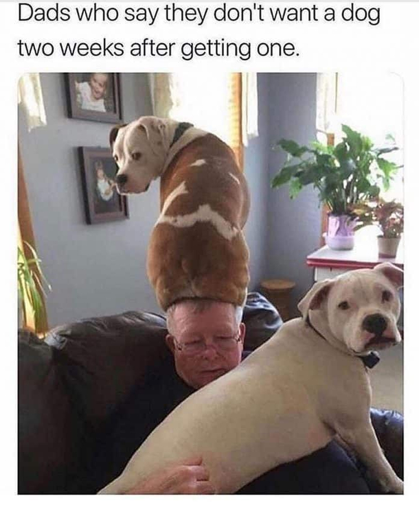 the HAT-dog