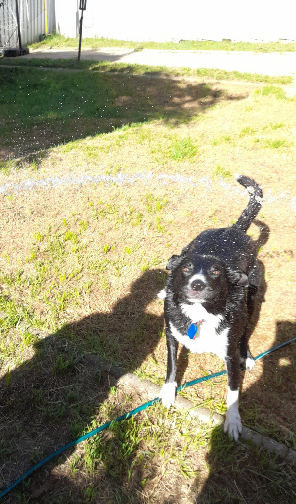 The heck Im a dog not a flower