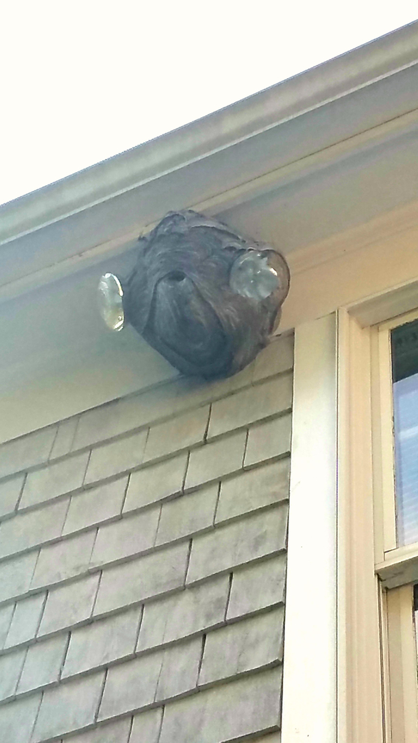 The hornets nest near my roof looks like Admiral Ackbar
