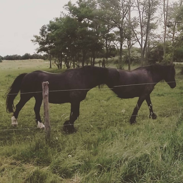 The horse moved as I was taking a panorama I present you the horsetaur Half horse half another horse