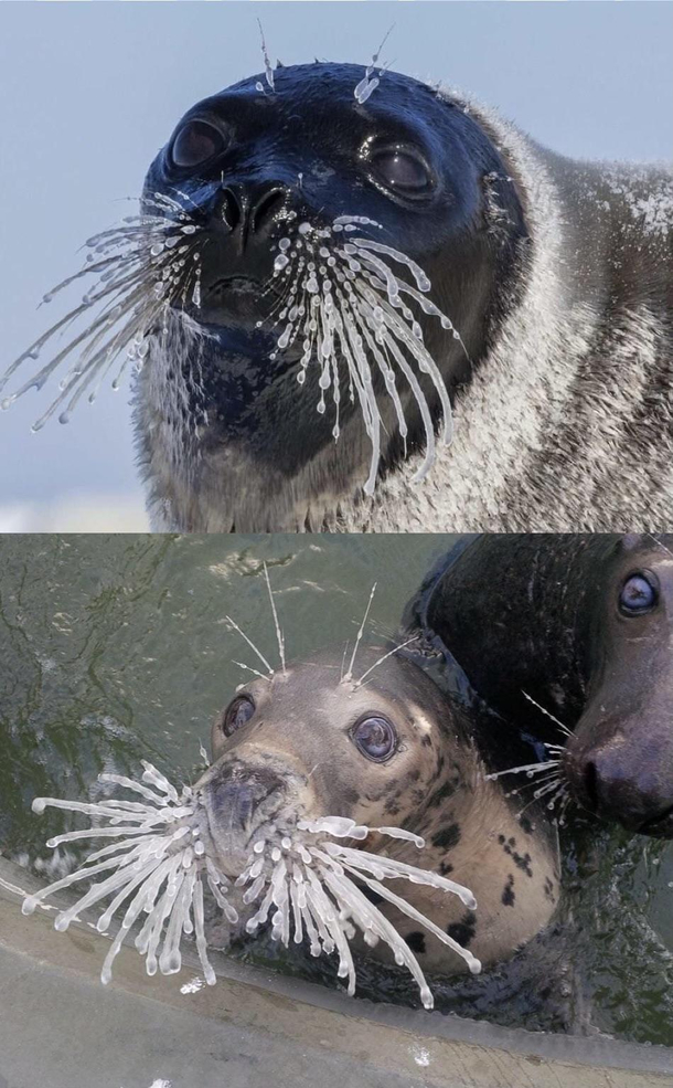 The ice has SEALed their whiskers