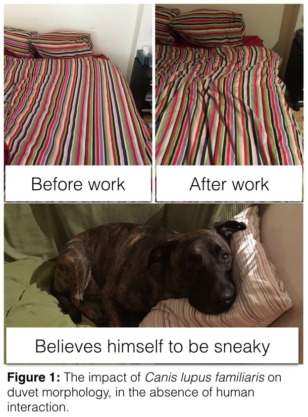 The impact of Canis lupus familiaris on duvet morphology in the absence of human interaction