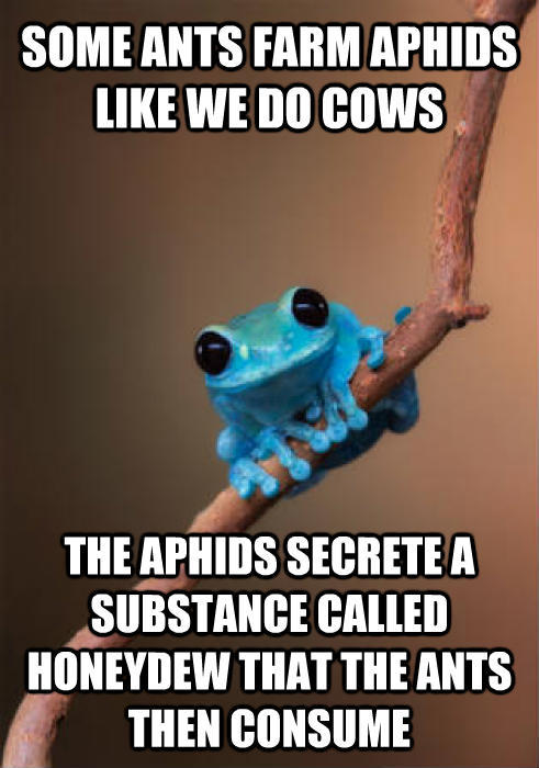 The insect world is more complex than most realize
