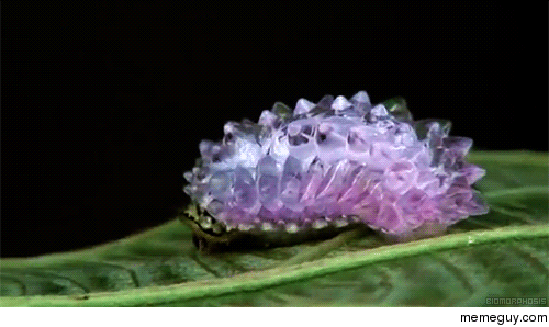 The Jewel Caterpillar