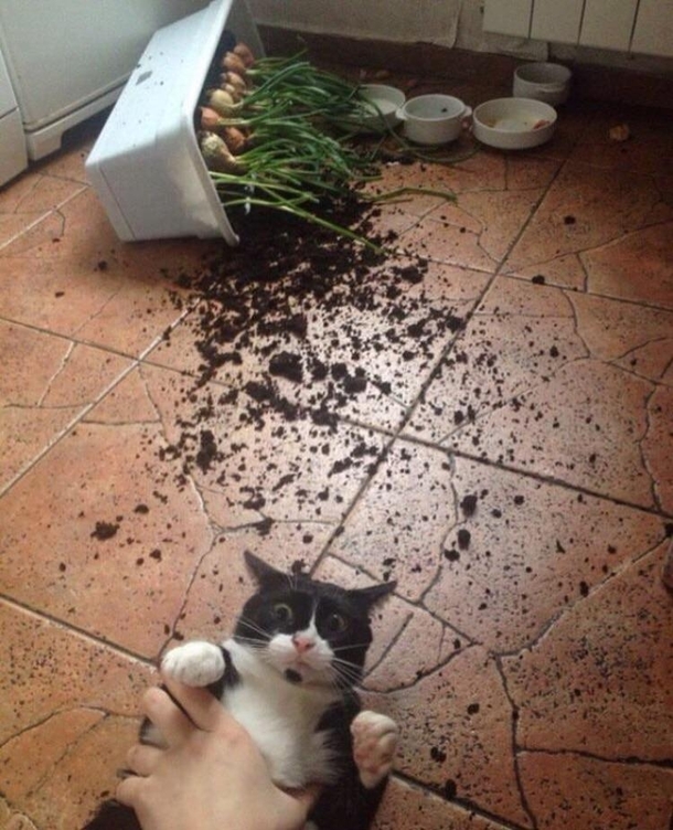 The joys of owning a cat