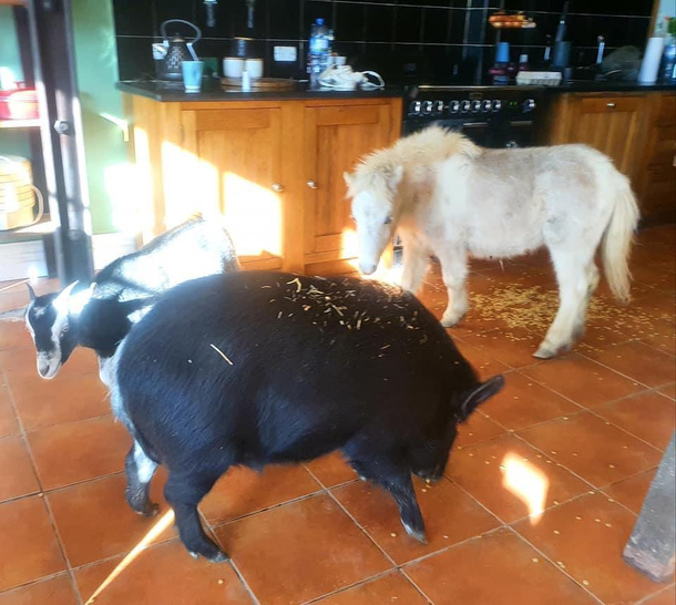The kids are acting like total animals during lockdown Look at this kitchen