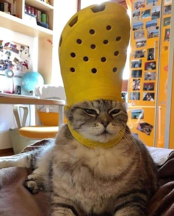 The king