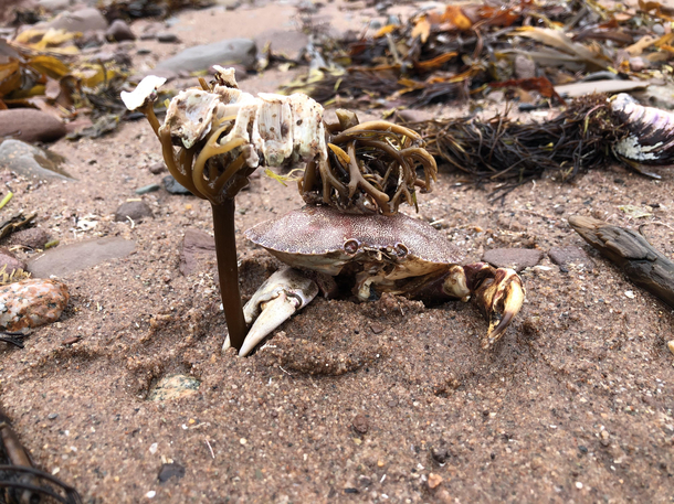 The KIng of All Crabs