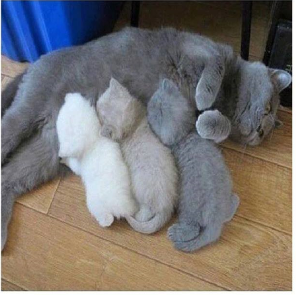 The Kitten Color Printer Ran Out Of Ink Mid Job