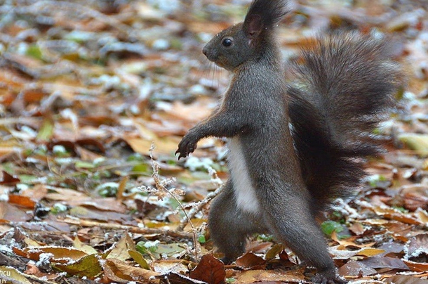 The ladies man squirrel going on his first date