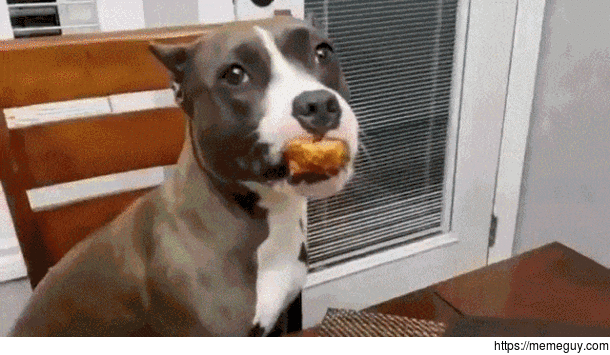 The Lady and The Tramp pit bull version