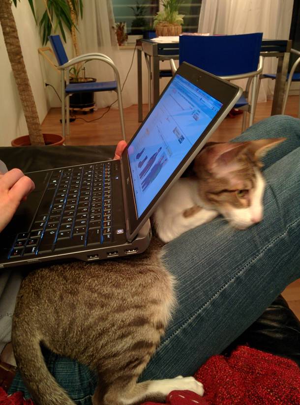 The laptop was there before the cat Meme Guy