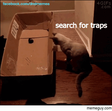 The least cautious kitty of them all gets the ride of his life D