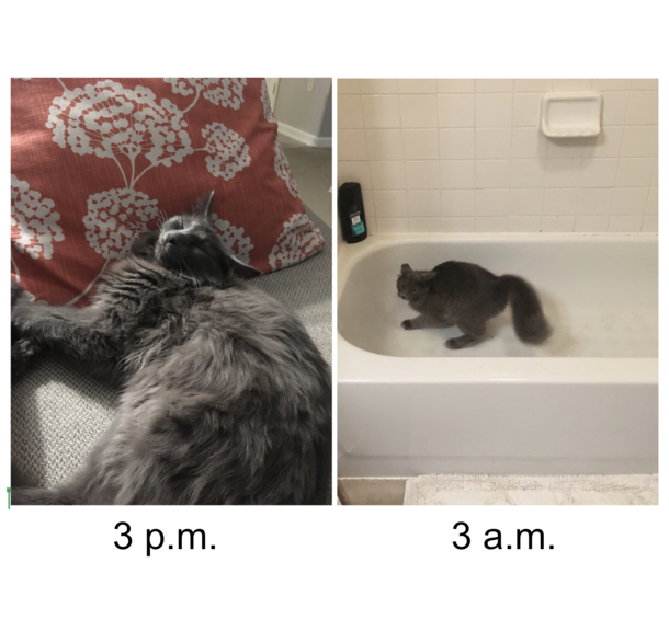 The life of a cat